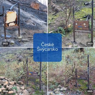 V létě 2022 tady zůstala jen spálená země. Dnes už se České Švýcarsko opět zelená a připomíná, jak silná umí být příroda....